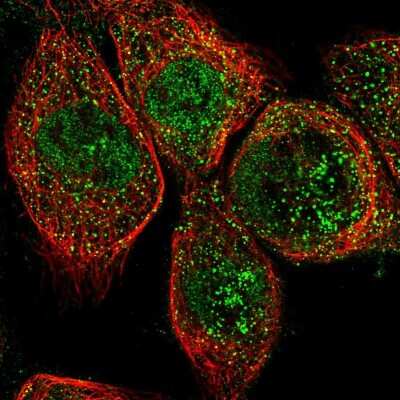 Immunocytochemistry/ Immunofluorescence: OLFML2A Antibody [NBP1-84655]