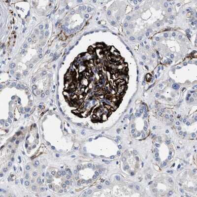 Immunohistochemistry-Paraffin: OLFML2A Antibody [NBP1-84654]