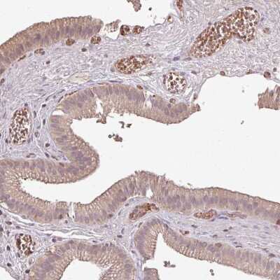 Immunohistochemistry-Paraffin: OLFML2B Antibody [NBP2-13689]