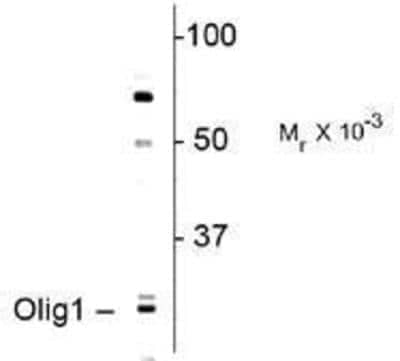 Western Blot: Olig1 AntibodyAzide and BSA Free [NBP1-28666]