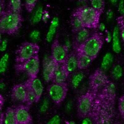 Immunohistochemistry: OLLAS Epitope Tag Antibody (L2) - Azide and BSA Free [NBP2-80893]