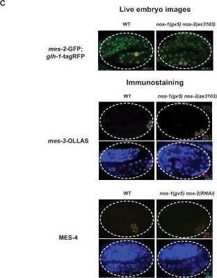Immunohistochemistry: OLLAS Epitope Tag Antibody (L2) - Azide and BSA Free [NBP2-80893]