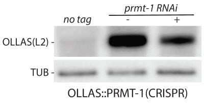 Western Blot: OLLAS Epitope Tag Antibody (L2)Azide and BSA Free [NBP2-80893]