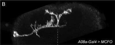 Immunohistochemistry: OLLAS Epitope Tag Antibody (L2) - BSA Free [NBP1-06713]