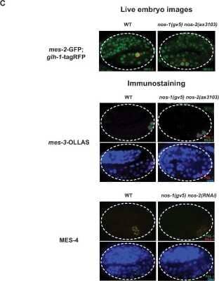 Immunohistochemistry-Paraffin: OLLAS Epitope Tag Antibody (L2) - BSA Free [NBP1-06713]