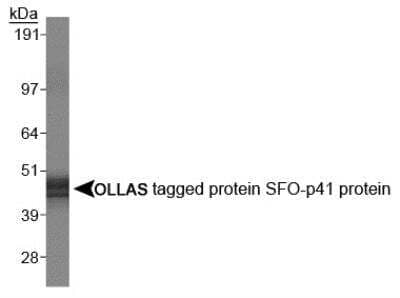 Western Blot: OLLAS Epitope Tag Antibody (L2)BSA Free [NBP1-06713]