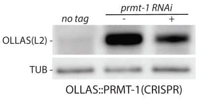 Western Blot: OLLAS Epitope Tag Antibody (L2)BSA Free [NBP1-06713]