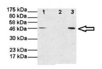 Western Blot: OMA1 Antibody [NBP1-56970]