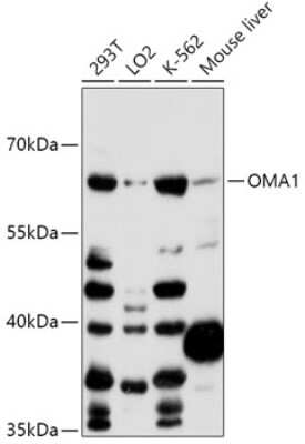 Western Blot: OMA1 AntibodyAzide and BSA Free [NBP2-94293]