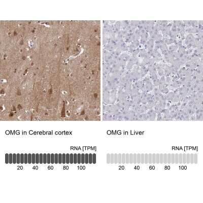 Immunohistochemistry-Paraffin: OMgp Antibody [NBP1-82483]