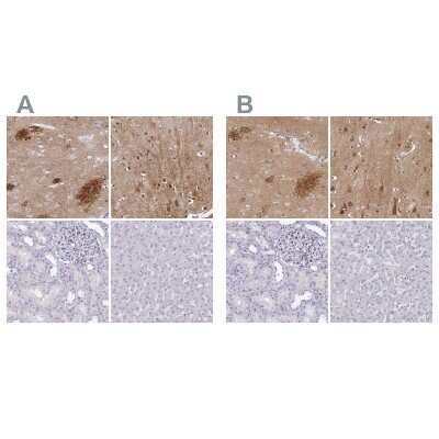 Immunohistochemistry-Paraffin: OMgp Antibody [NBP1-82484]
