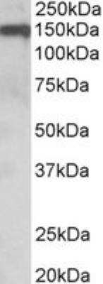 Western Blot: OMgp Antibody [NB100-2557]