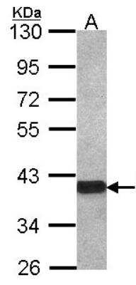 Western Blot: OMgp Antibody [NBP1-33647]