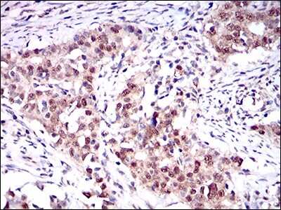 Immunohistochemistry-Paraffin: ONECUT3 Antibody (10B2F5) - BSA Free [NBP2-37340]
