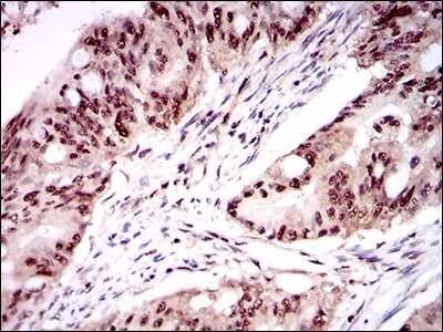 Immunohistochemistry-Paraffin: ONECUT3 Antibody (10B2F5) - BSA Free [NBP2-37340]