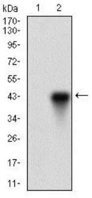 Western Blot: ONECUT3 Antibody (10B2F5)BSA Free [NBP2-37340]