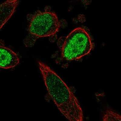 Immunocytochemistry/ Immunofluorescence: ONECUT3 Antibody [NBP2-56269]