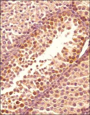 Immunohistochemistry-Paraffin: OPA1 Antibody (1284B) - Azide and BSA Free [NBP2-80894]