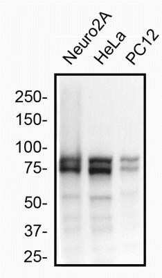 Western Blot: OPA1 Antibody (1284B)Azide and BSA Free [NBP2-80894]