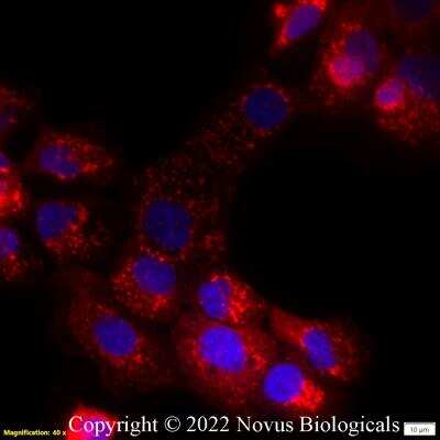 Immunocytochemistry/ Immunofluorescence: OPA1 Antibody (1284B) - BSA Free [NBP2-59770]