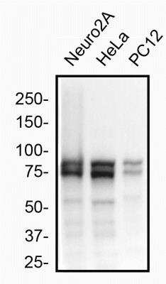 Western Blot: OPA1 Antibody (1284B)BSA Free [NBP2-59770]