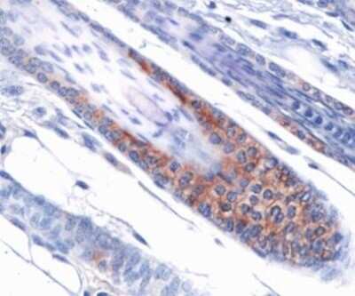 Immunohistochemistry: OPA1 Antibody (1E8-1D9) - BSA Free [NBP1-71656]
