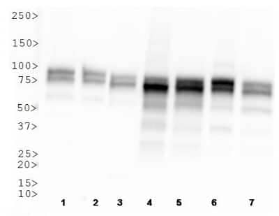 Western Blot: OPA1 Antibody (1E8-1D9)BSA Free [NBP1-71656]