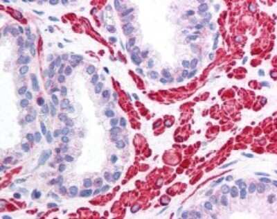 Immunohistochemistry: OPA1 Antibody - BSA Free [NB110-55290]