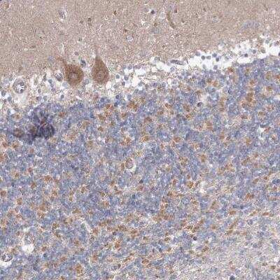Immunohistochemistry-Paraffin: OPA1 Antibody [NBP2-34206]