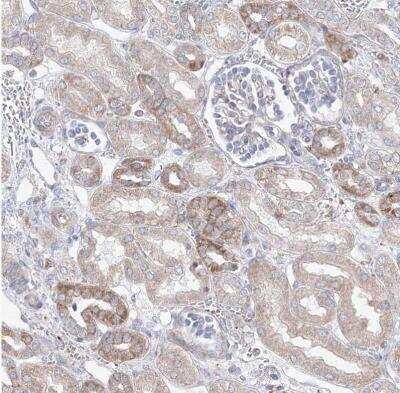 Immunohistochemistry-Paraffin: OPA1 Antibody [NBP2-34206]