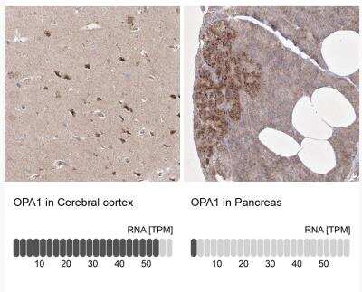 Immunohistochemistry-Paraffin: OPA1 Antibody [NBP2-34206]