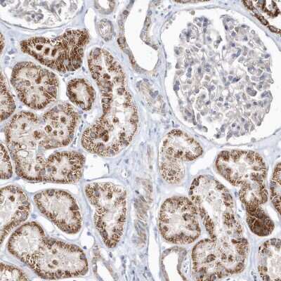 Immunohistochemistry-Paraffin: OPA1 Antibody [NBP2-48669]