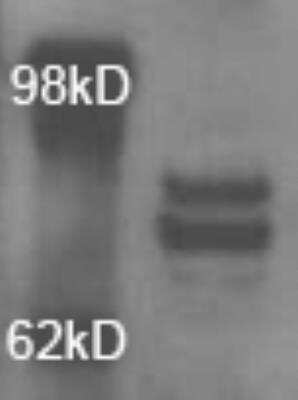 Western Blot: OPA1 AntibodyBSA Free [NB110-55290]