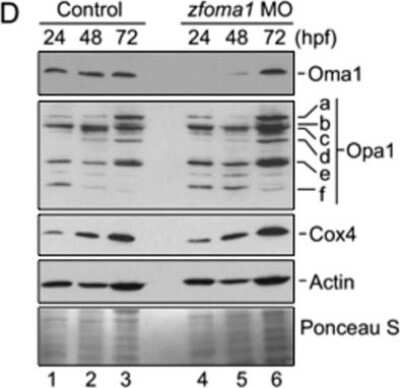 Western Blot: OPA1 AntibodyBSA Free [NB110-55290]