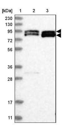 Western Blot: OPA1 Antibody [NBP2-48669]