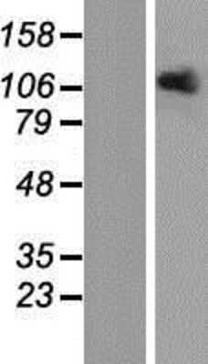 Western Blot: OPA1 Overexpression Lysate [NBP2-05725]