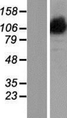 Western Blot: OPA1 Overexpression Lysate [NBP2-05727]