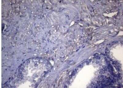 Immunohistochemistry: OPA3 Antibody (OTI3G4) - Azide and BSA Free [NBP2-73147]