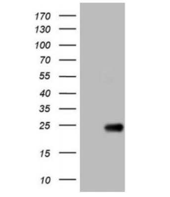 Western Blot: OPA3 Antibody (OTI3G4)Azide and BSA Free [NBP2-73147]