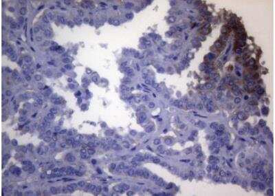 Immunohistochemistry-Paraffin: OPA3 Antibody (OTI3G4) [NBP2-46294]
