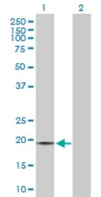 Western Blot: OPA3 Antibody [H00080207-B01P]