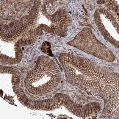 Immunohistochemistry-Paraffin: OPAL1 Antibody [NBP1-93988]