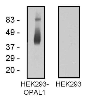 Western Blot: OPAL1 Antibody (OPAL1-01) [NBP2-62210]