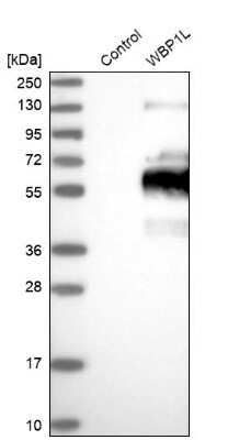 Western Blot: OPAL1 Antibody [NBP2-34045]