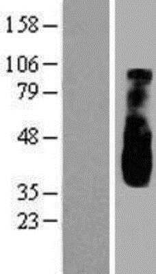 Western Blot: OPAL1 Overexpression Lysate [NBP2-06926]