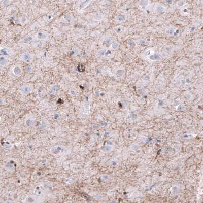 Immunohistochemistry-Paraffin: OPALIN Antibody (CL11144) [NBP3-07995]