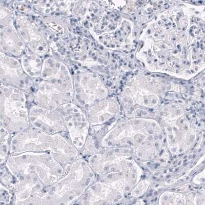 Immunohistochemistry-Paraffin: OPALIN Antibody (CL11144) [NBP3-07995]