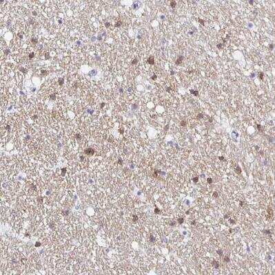 Immunohistochemistry-Paraffin: OPALIN Antibody [NBP1-81656]