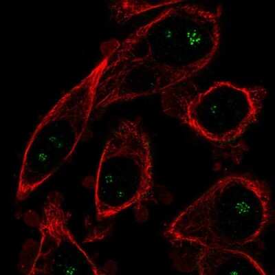 Immunocytochemistry/ Immunofluorescence: OPLAH Antibody [NBP2-57057]