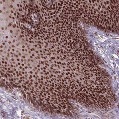 Immunohistochemistry-Paraffin: OR10C1 Antibody [NBP2-13691]